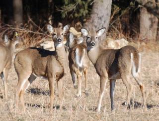 Deer